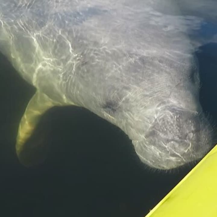 ﻿Excursión en kayak Manatee Discovery para grupos pequeños cerca de Orlando