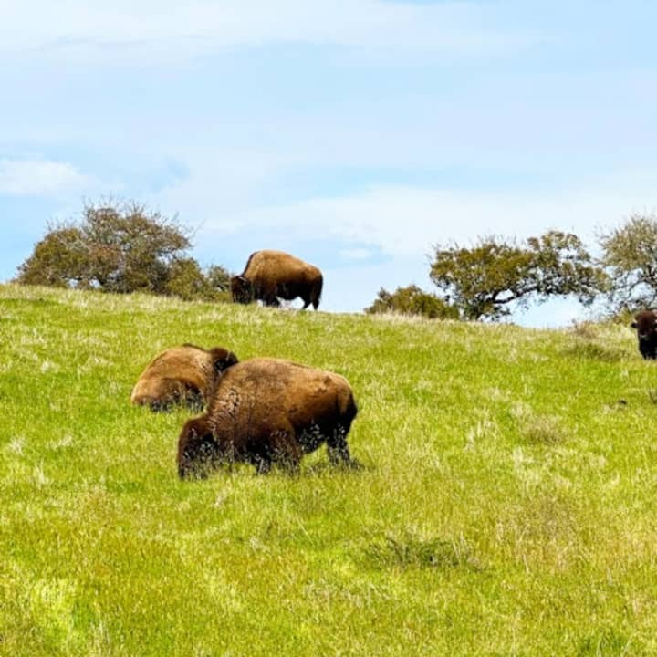 Santa Catalina Island: Guided Safari Tour