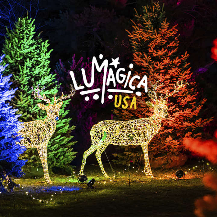 LUMAGICA: An Enchanted Forest