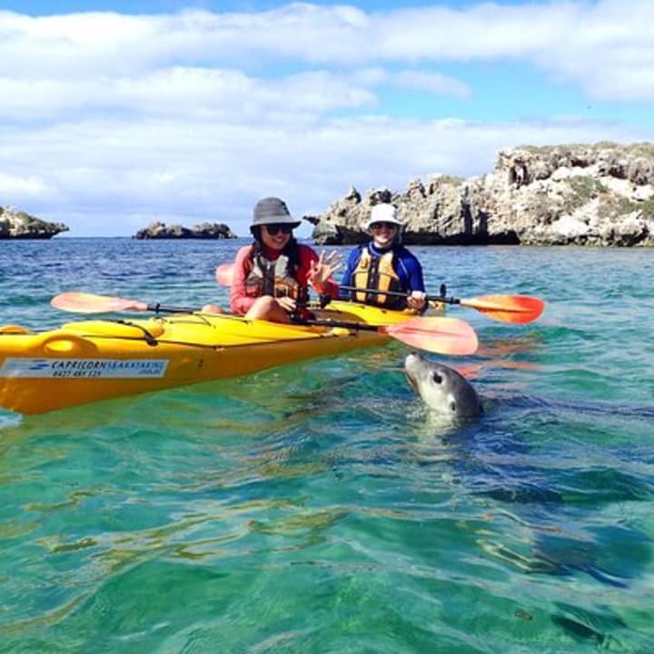 Penguin and Seal Islands Sea Kayaking Experience