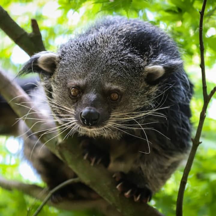 ﻿Felidae Wildcat and Species Conservation Center Barnim - Guided tour