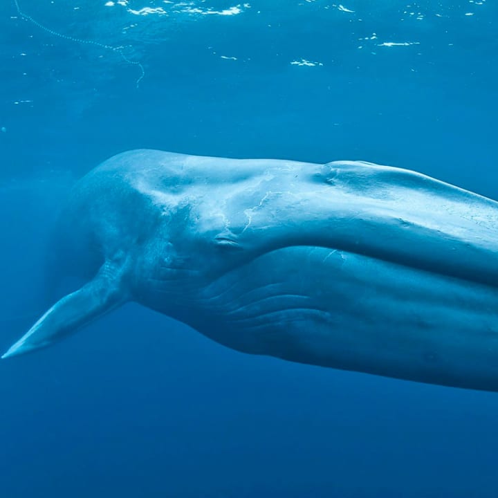 The American Museum of Natural History + Blue Whales: Return of the Giants