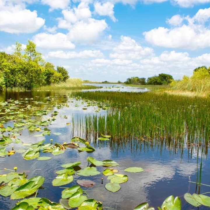 Everglades: 40-Minute Airboat Ride & Animal Sanctuary Admission