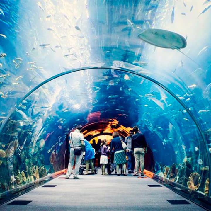 Dubai Aquarium and Underwater Zoo Admission Tickets