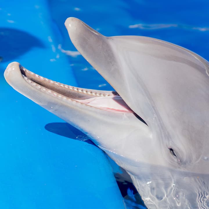 €5 Marineland Discount