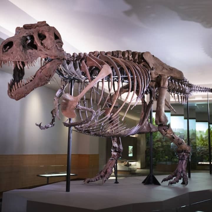 The Field Museum of Natural History: General Admission + Exhibitions