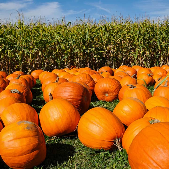 Adults Only Central Park Great Pumpkin Scavenger & History Hunt