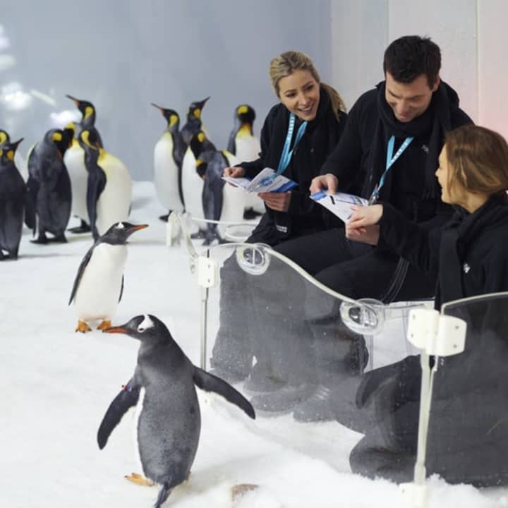 Penguin Passport Experience at SEA LIFE Melbourne
