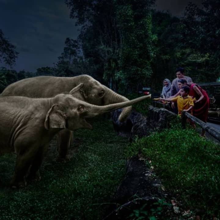 Singapore Night Safari with Tram Ride