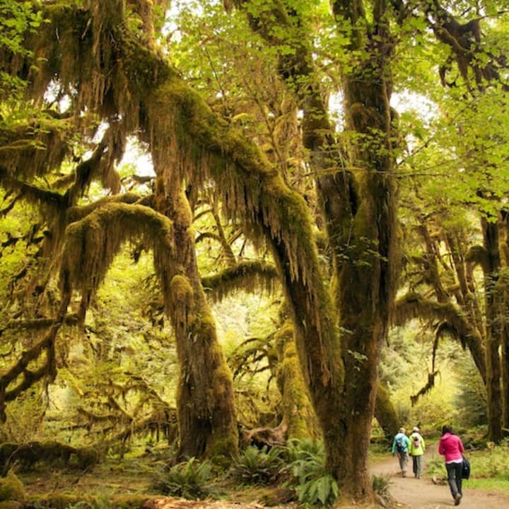 Olympic National Park: All-Inclusive Small Group Day Trip from Seattle