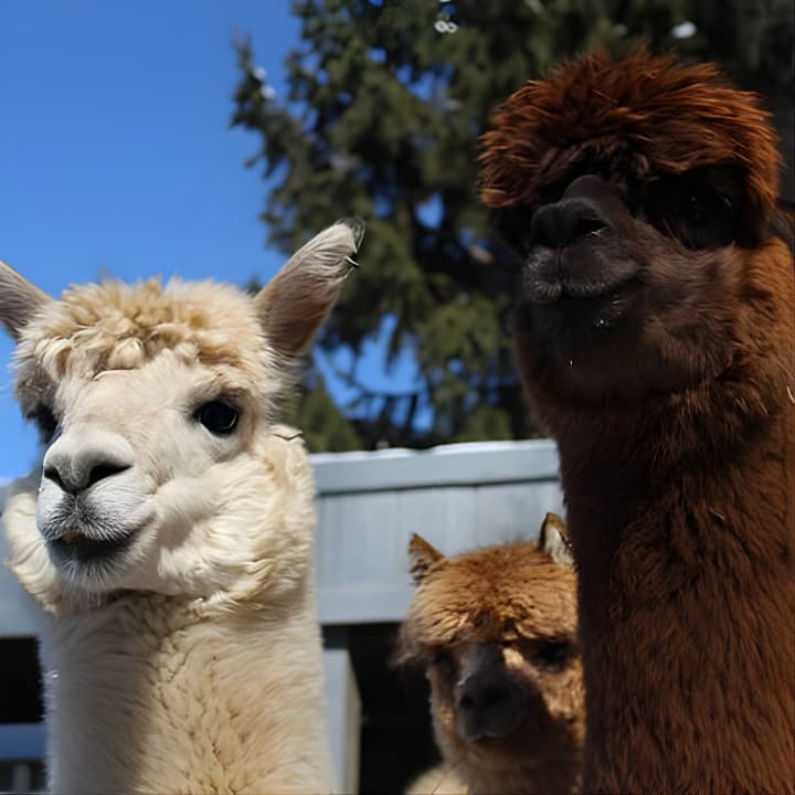 Visita guiada a la granja de alpacas Lilymoore