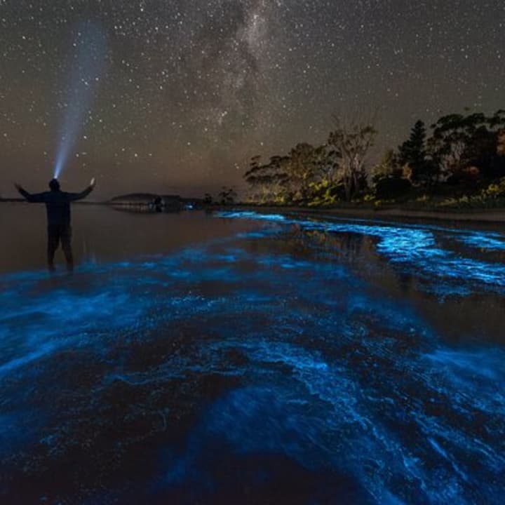 Florida Bioluminescent Paddleboard / Kayak Excursion 