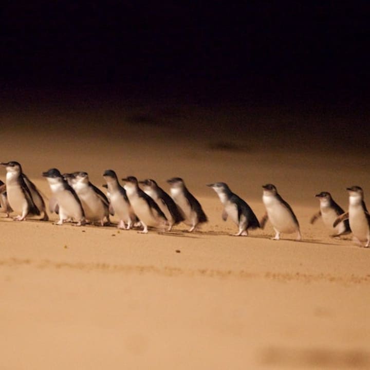 Phillip Island Penguin Parade Small Group Eco tour