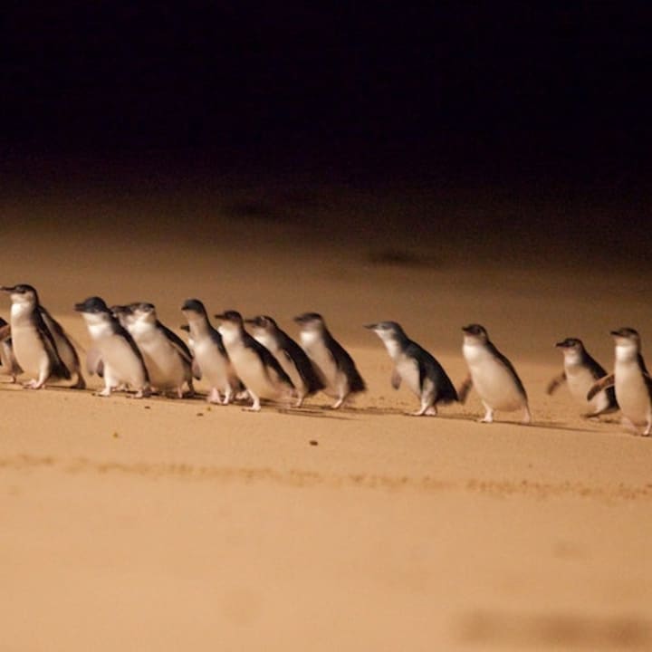 ﻿Parade des pingouins de l'île de Phillip Island Circuit éco en petit groupe