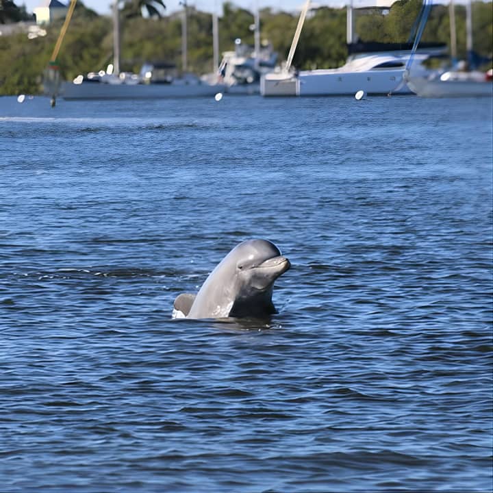 Dolphin and Sightseeing Tiki Cruise