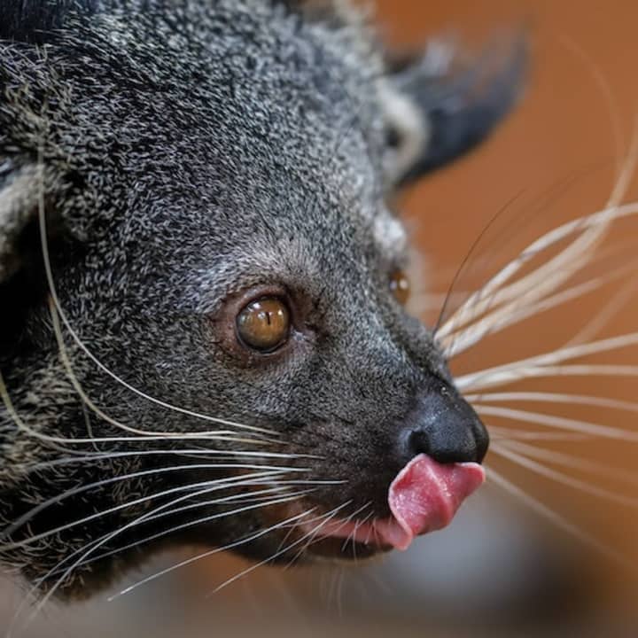 Berlin - Felidae Wildkatzen-Schutzzentrum: VIP-Führung.