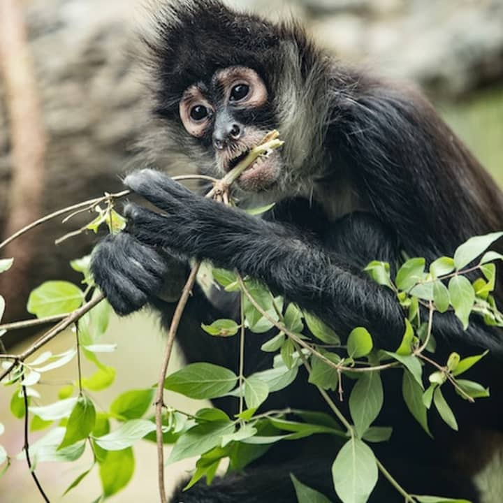 Nashville Zoo at Grassmere: Fast track