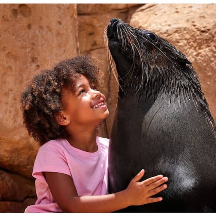 Atlas Village - Sea Lion Experiences