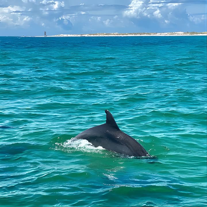 Frisky Mermaid Dolphin Tour + Secluded Beach + Equip