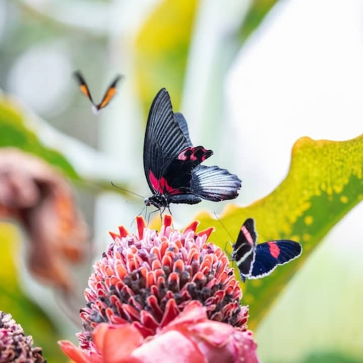 ﻿Centro de Mariposas Cockrell del Museo de Ciencias Naturales de Houston