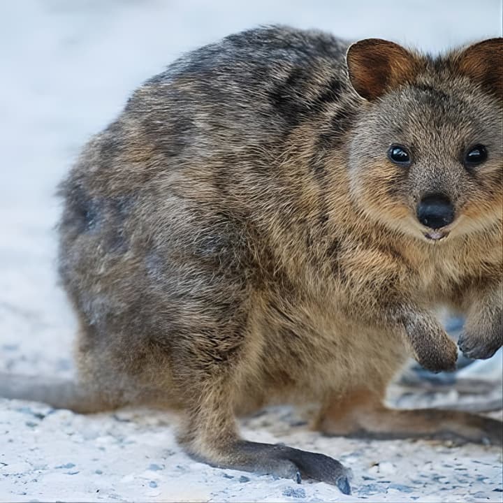 Rottnest Island All-Inclusive Grand Island Tour from Perth