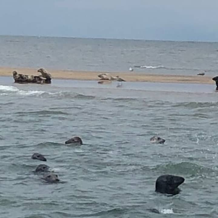 Scroby Sands Seal Watching