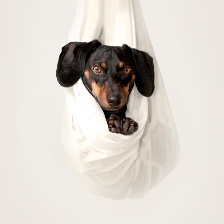 ﻿Puppy Yoga Elefante & Castillo
