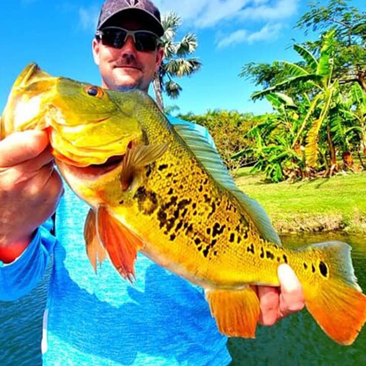﻿Peacock Bass en Florida, cerca de la bahía de Biscayne