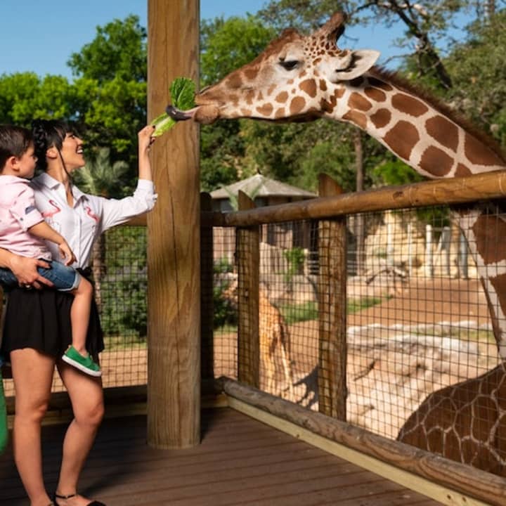 San Antonio Zoo (Flexible Entry)