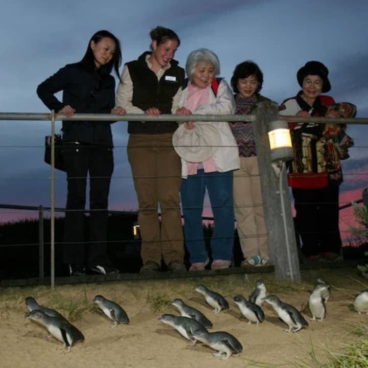 Premium Phillip Island Penguin Parade Tour (with Koalas!) From Melbourne