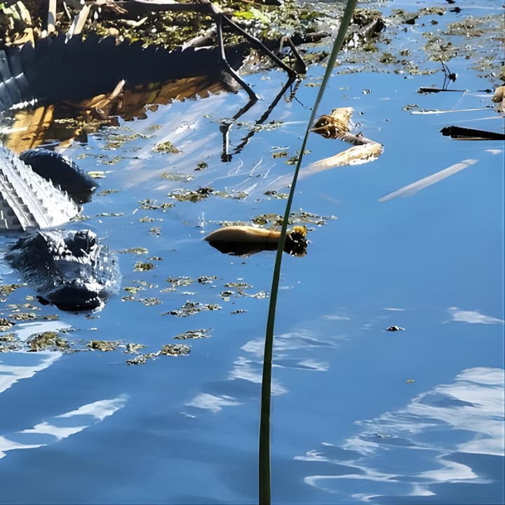 CENTRAL FLORIDA’S LOWEST PRICED eco-friendly airboat rides