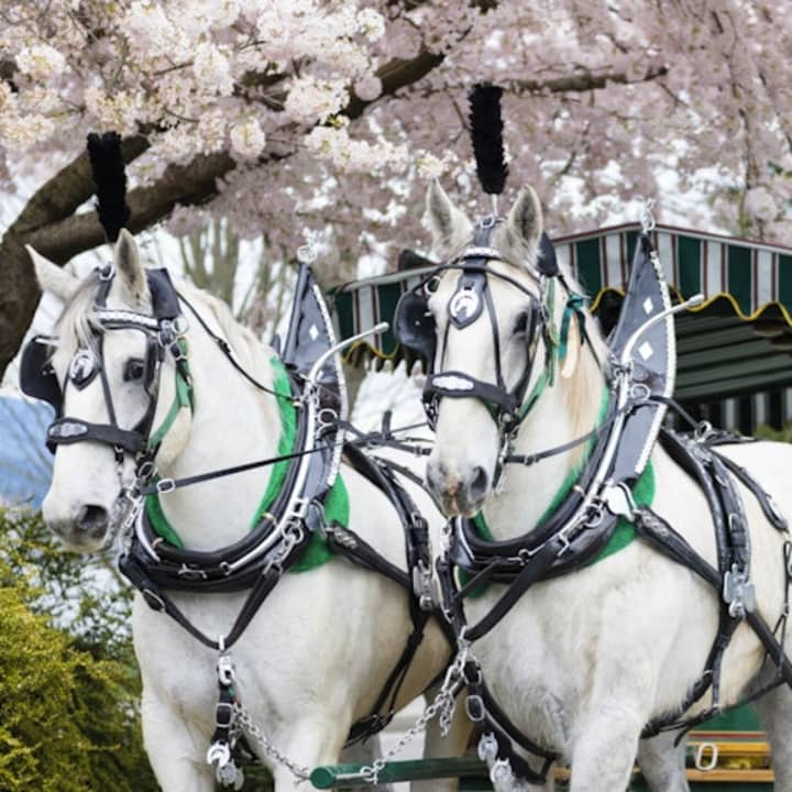 Stanley park horse deals drawn tours price