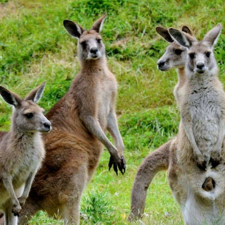 ﻿Parade des pingouins de Phillip Island et sanctuaire animalier de Maru Park