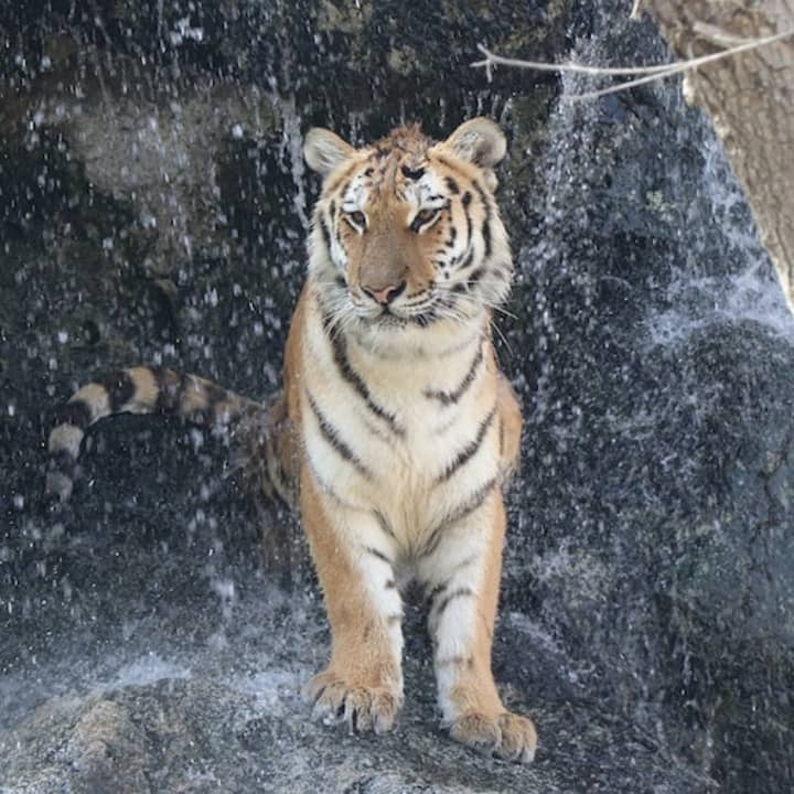 Emirates Park Zoo - Abu Dhabi