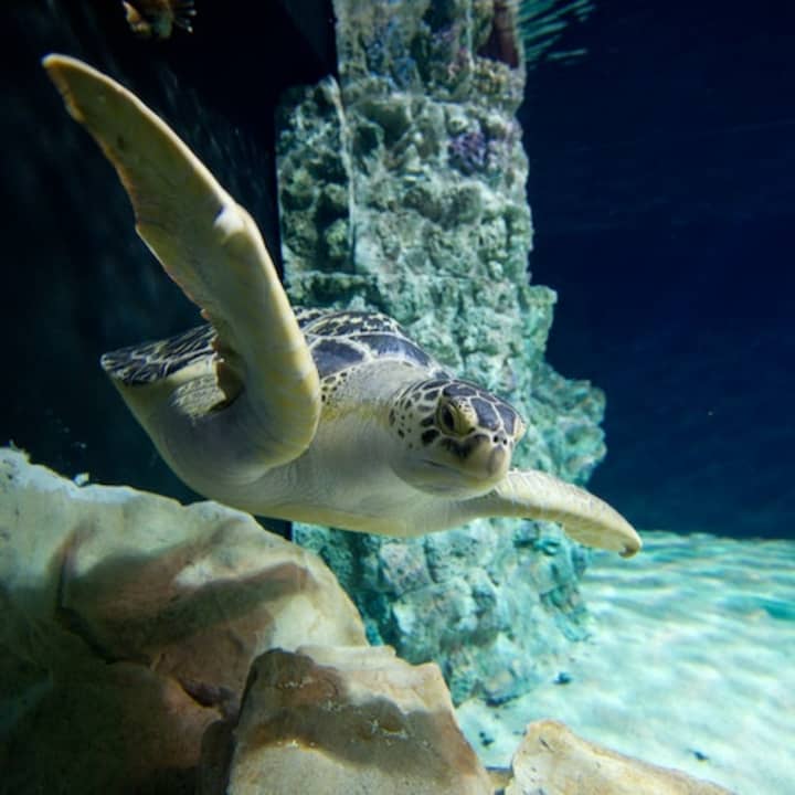 ﻿Livorno Aquarium