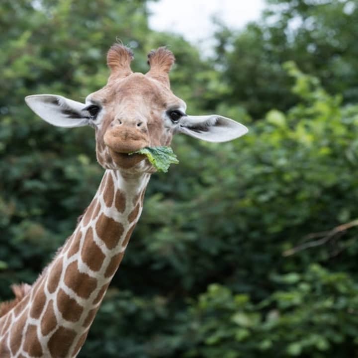 ﻿Zoológico ZSL de Londres