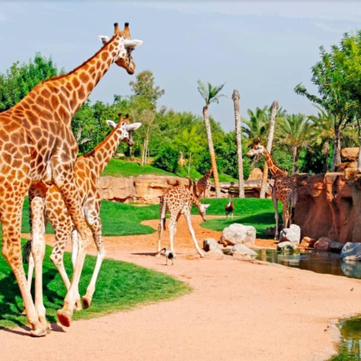 Bioparc Valencia: entrada con acceso rápido