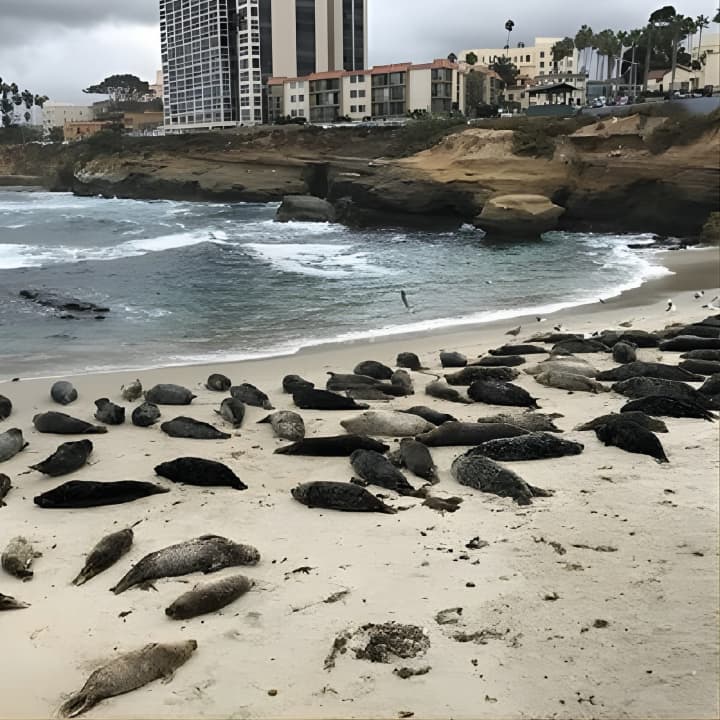 Private Segway Experience Through La Jolla