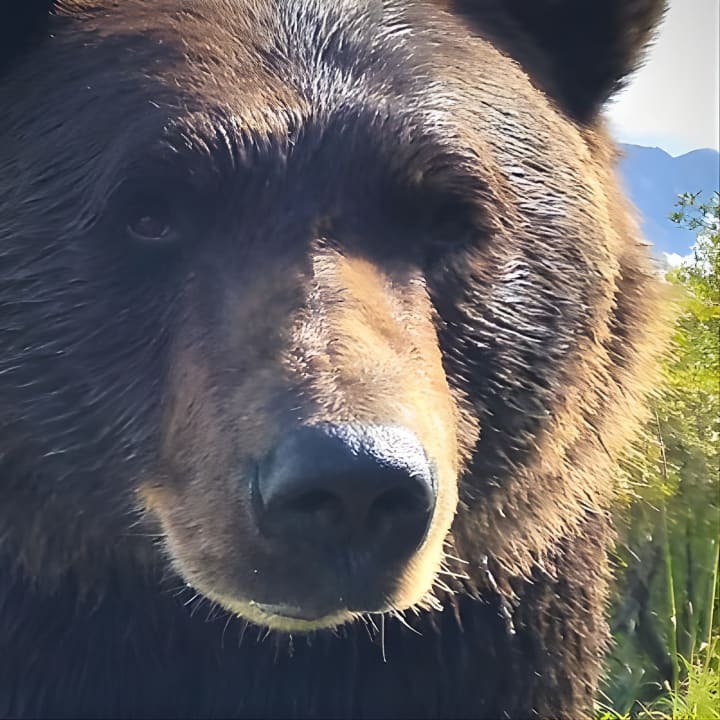 Anchorage to Wilderness Wildlife Glacier Value