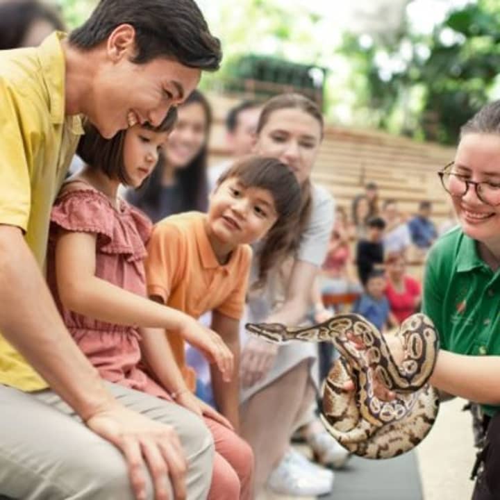 Singapore Zoo: Meet orangutans, snakes and more