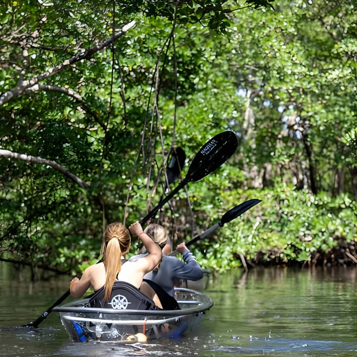 ﻿Excursión en kayak por el norte de Miami Beach - Túneles de manglares
