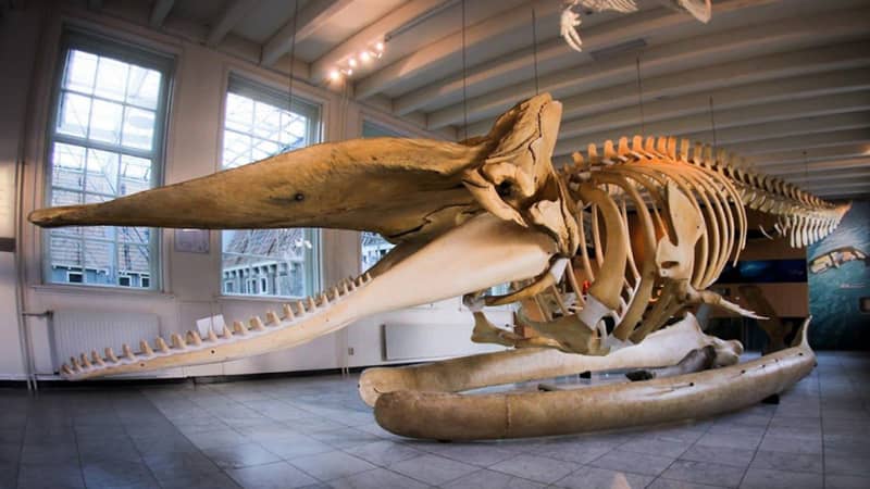 Natuurmuseum Fryslân