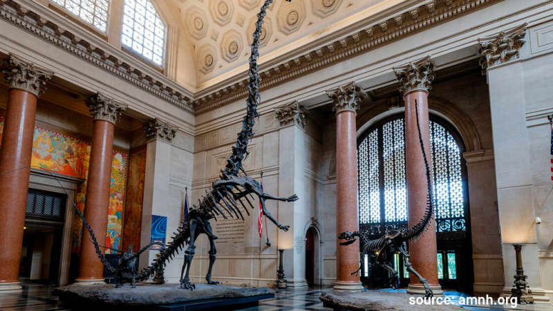 American Museum of Natural History (AMNH)