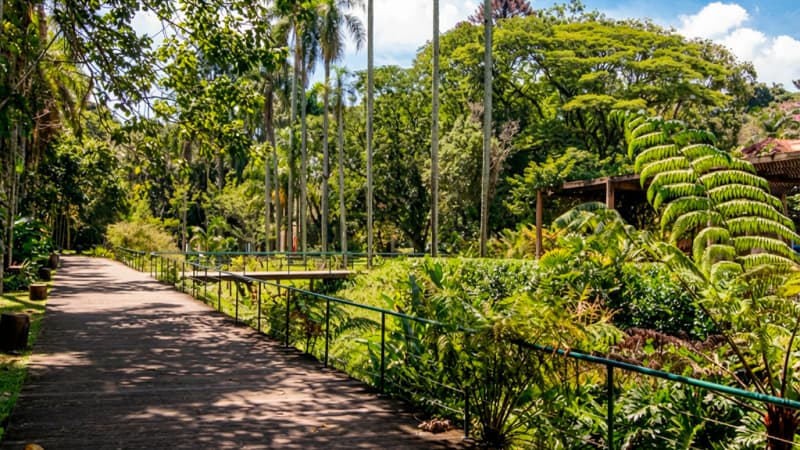 São Paulo Botanical Garden