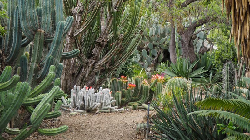 The Ruth Bancroft Garden & Nursery
