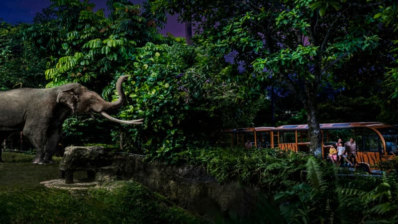 Night Safari