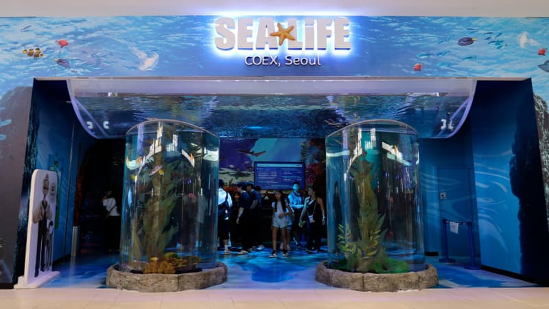 씨라이프 코엑스 아쿠아리움 (SEA LIFE COEX, Seoul Aquarium)