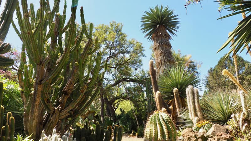 The Ruth Bancroft Garden