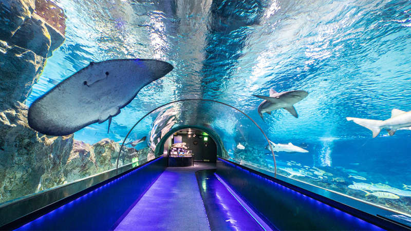 씨라이프 코엑스 아쿠아리움 (SEA LIFE COEX, Seoul Aquarium)