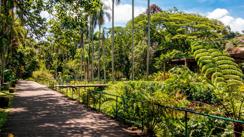 Jardim Botânico de São Paulo